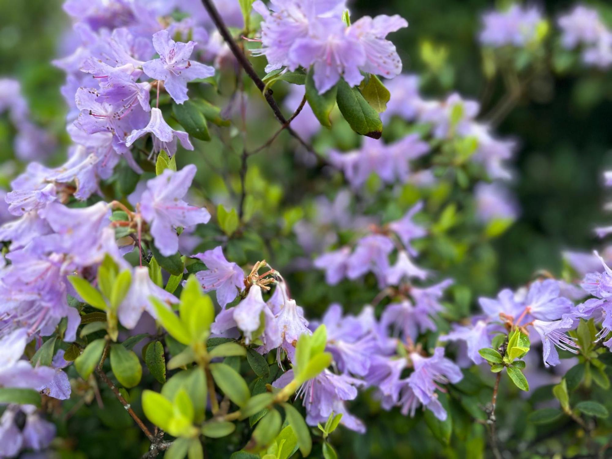 Awakening Alchemy Retreat Centre Bed and Breakfast Inverurie Buitenkant foto